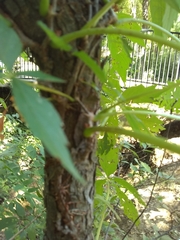 Parthenocissus quinquefolia