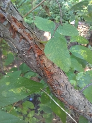 Parthenocissus quinquefolia