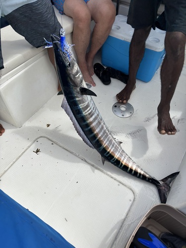 Barracuda (Acanthocybium solandri) — Scombridae — 4