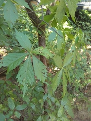 Parthenocissus quinquefolia