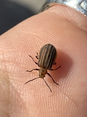 Neolochmaea dilatipennis