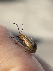 Neolochmaea dilatipennis