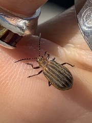 Neolochmaea dilatipennis