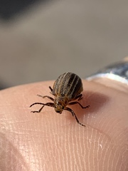 Neolochmaea dilatipennis