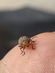 Neolochmaea dilatipennis