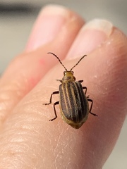 Neolochmaea dilatipennis