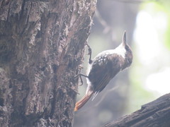 Pygarrhichas albogularis