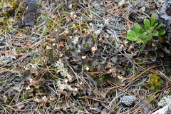 Peltigera scabrosa