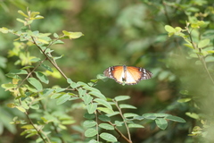 Danaus chrysippus alcippus