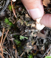 Peltigera scabrosa