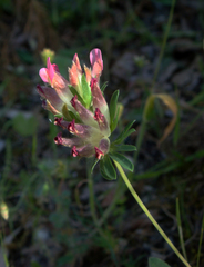 Anthyllis vulneraria rubriflora