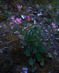 Anthyllis vulneraria rubriflora