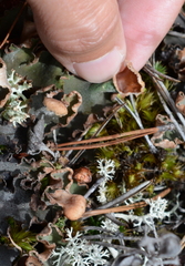 Peltigera scabrosa
