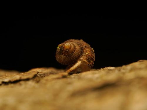 Quadrasiella observed 2024-12-23