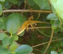 Anolis carolinensis
