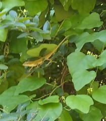 Anolis carolinensis