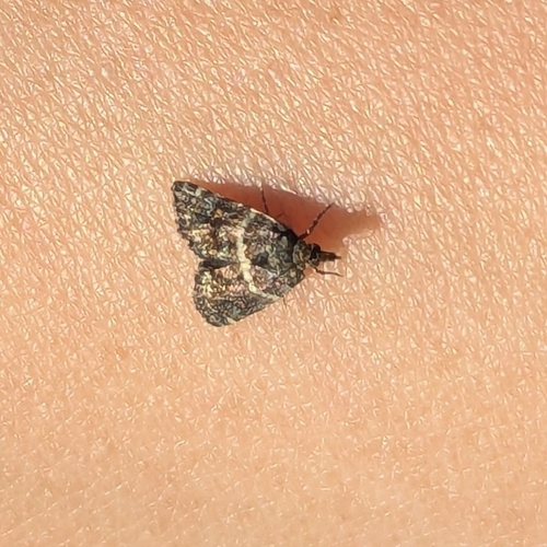 Mestolobes minuscula