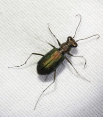 Cicindela punctulata