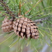 Pinus contorta - Photo (c) Dr. Alison Northup,  זכויות יוצרים חלקיות (CC BY), הועלה על ידי Dr. Alison Northup