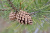 Lodgepole Pine - Photo (c) Alison Northup, some rights reserved (CC BY), uploaded by Alison Northup