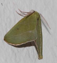 Drepanogynis olivescens