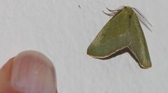 Drepanogynis olivescens