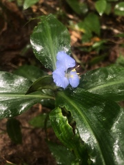 Commelina virginica