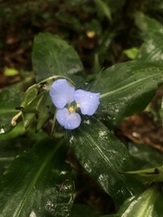 Commelina virginica