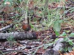 Scelorchilus rubecula