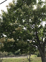 Syringa reticulata