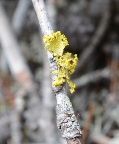 Brown-eyed Sunshine Lichen (Vulpicida canadensis)