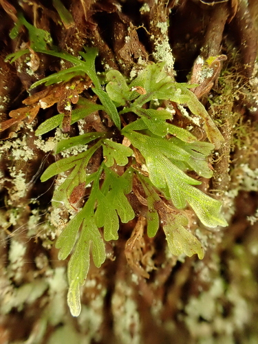 Image of Abrodictyum caudatum by (c) Benjamin Lavin, some rights reserved (CC BY)