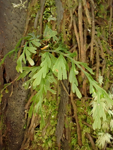 Image of Abrodictyum caudatum by (c) Benjamin Lavin, some rights reserved (CC BY)