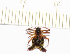 Micrathena duodecimspinosa