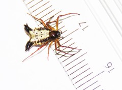 Micrathena duodecimspinosa
