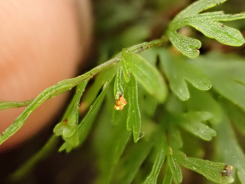 Image of Abrodictyum caudatum by (c) Benjamin Lavin, some rights reserved (CC BY)