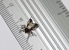 Micrathena duodecimspinosa