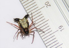 Micrathena duodecimspinosa