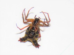 Micrathena duodecimspinosa