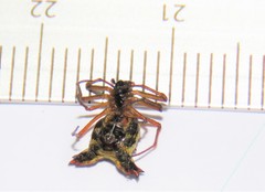 Micrathena duodecimspinosa