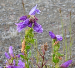 Penstemon cardwellii