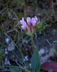 Anthyllis vulneraria rubriflora