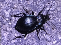 Carabus convexus