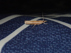 Fissicrambus profanellus