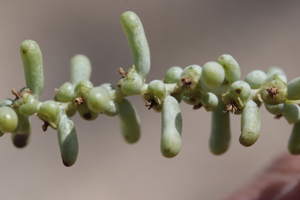 Xylosalsola chiwensis