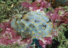 Halgerda punctata