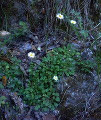 Daisy Fleabane (Bellium)