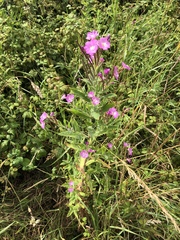 Epilobium hirsutum