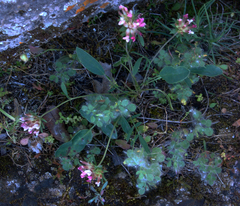 Anthyllis vulneraria rubriflora