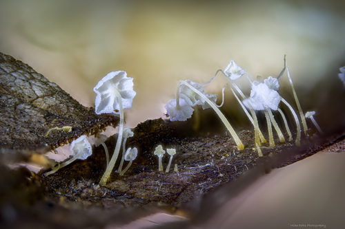 Šalmabudė nuotrauka